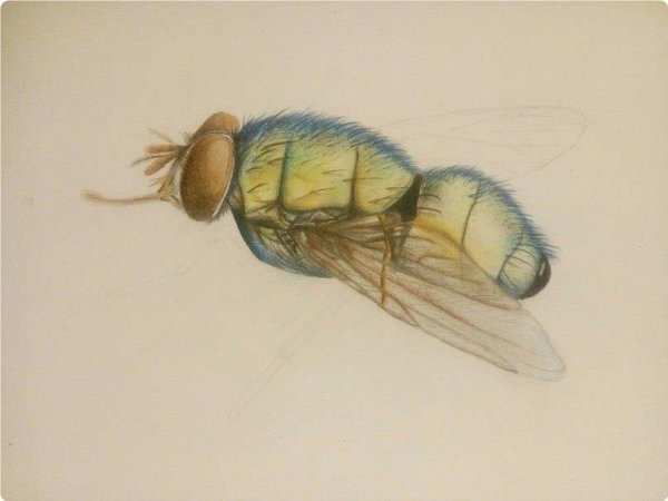 Рисунок мухи акварелью