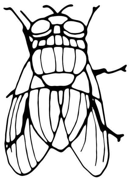 Рисунок мухи для срисовки