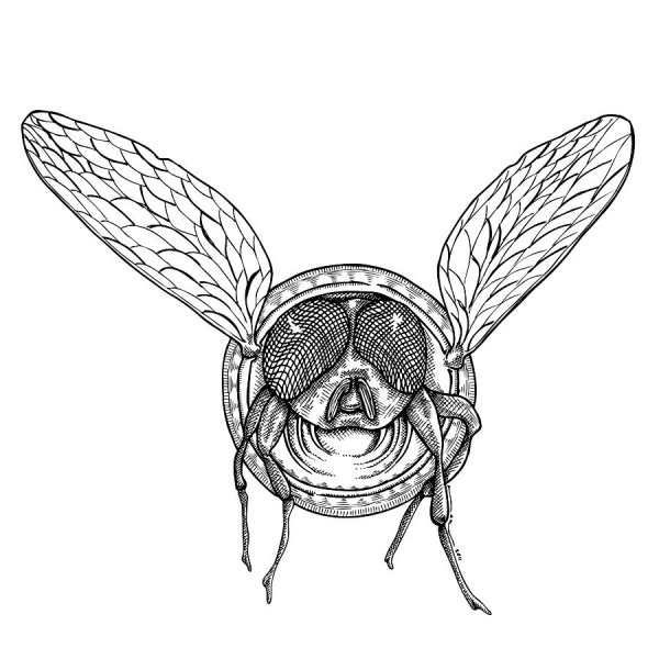 Муха ЦЕЦЕ рисунок