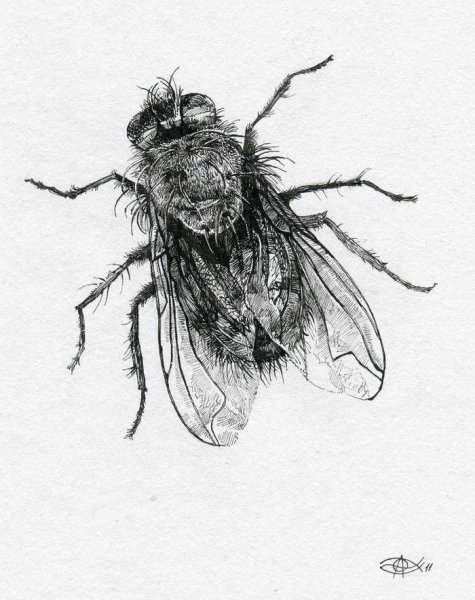 Муха Графика