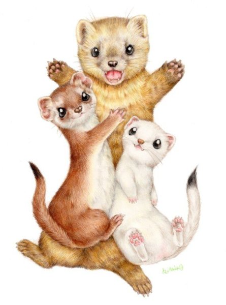 Хорьки мультяшные