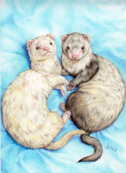 Хорьки в живописи