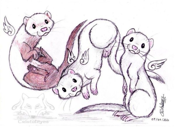 Скетчи хорьков