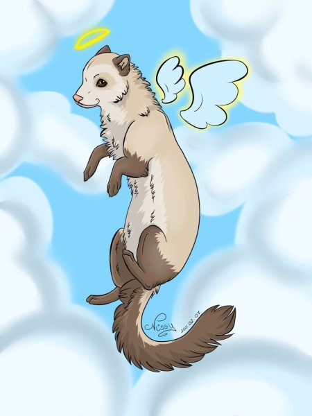 Хорек аниме