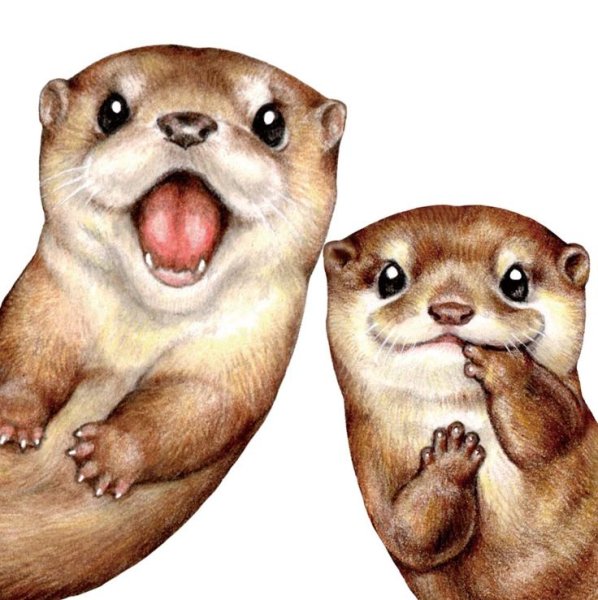 Милые выдры рисунки