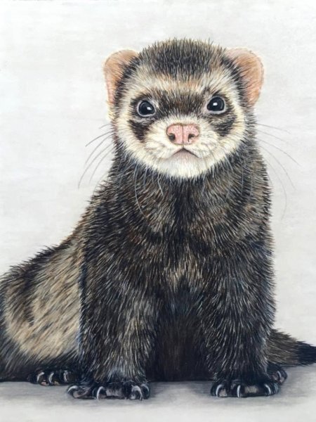 Хорек картина