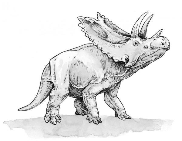 Носорог и Трицератопс