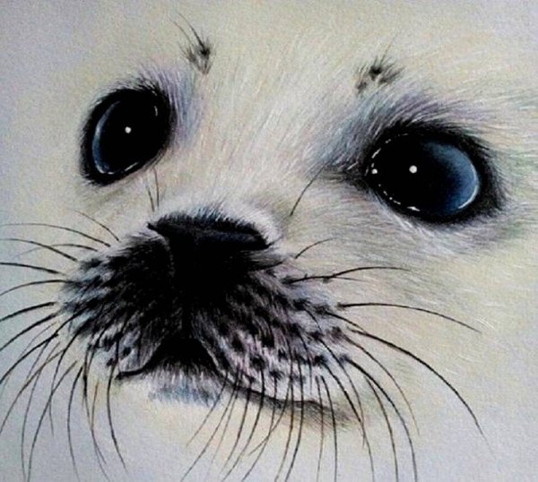 Милый тюлень арт