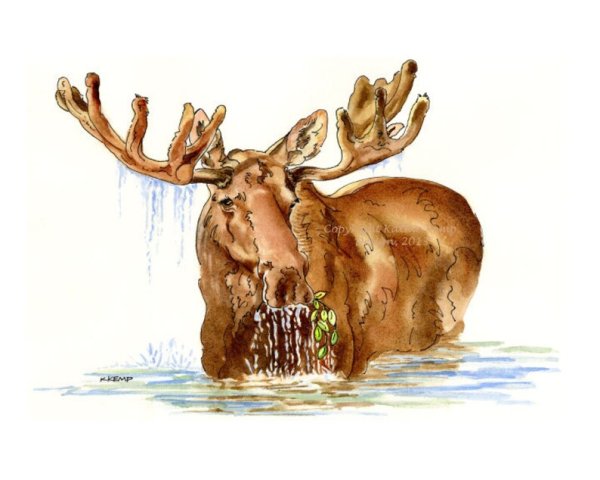 Лось рисунок акварель