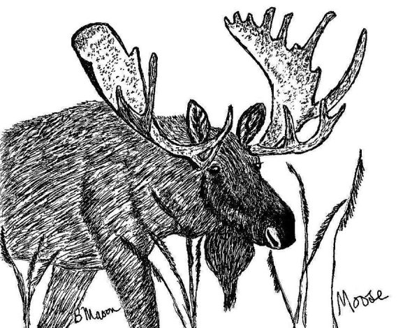 Лось картинка