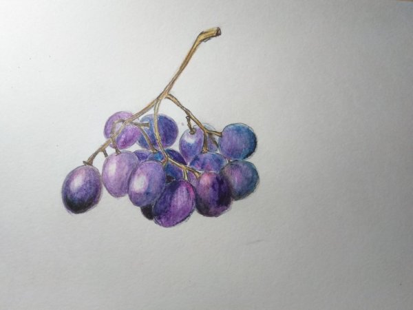 Тень от винограда акварелью
