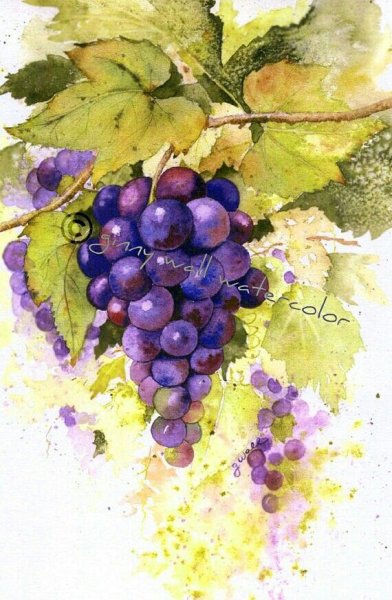 Виноград grape Watercolor