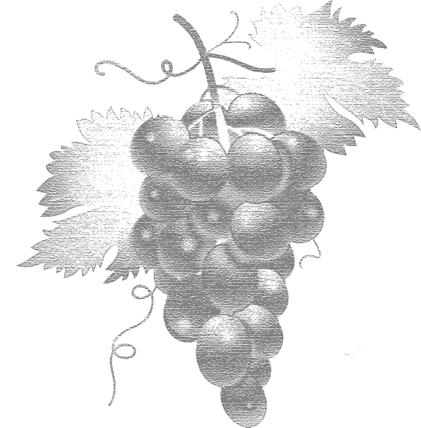 Лоза виноград скетч