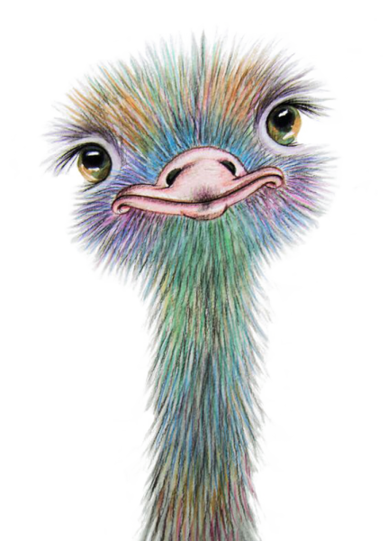 Страус цветными карандашами
