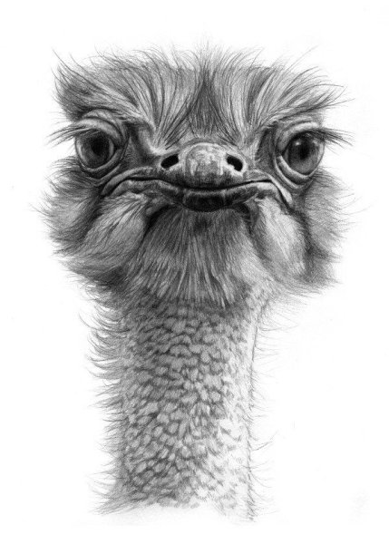 Страус карандашом