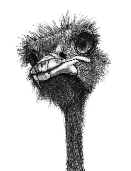 Страус Графика