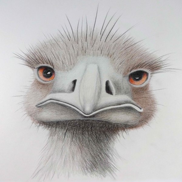 Эскиз головы страуса