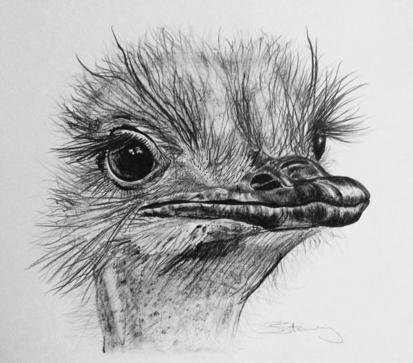 Страус карандашом