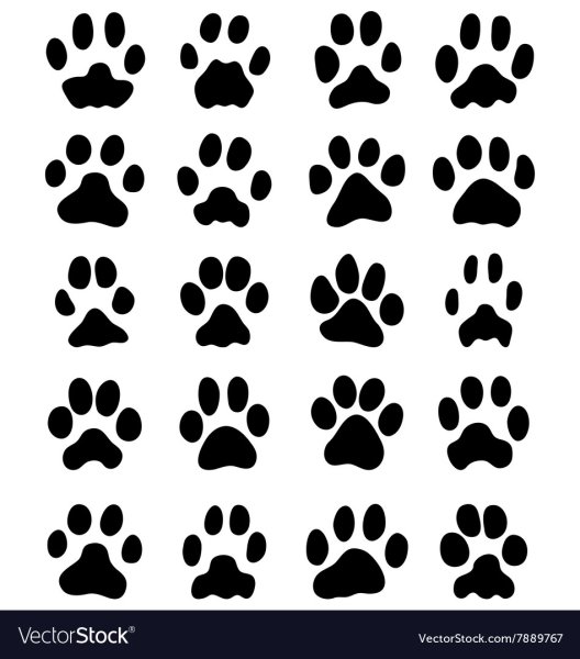 Кошачьи и собачьи следы