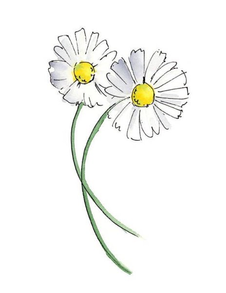 Ромашка милый рисунок