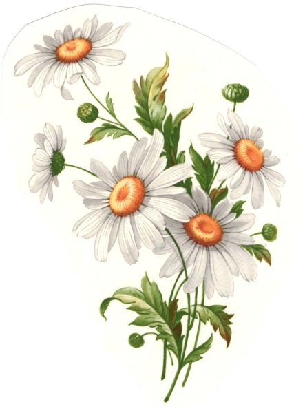 Ромашка иллюстрация