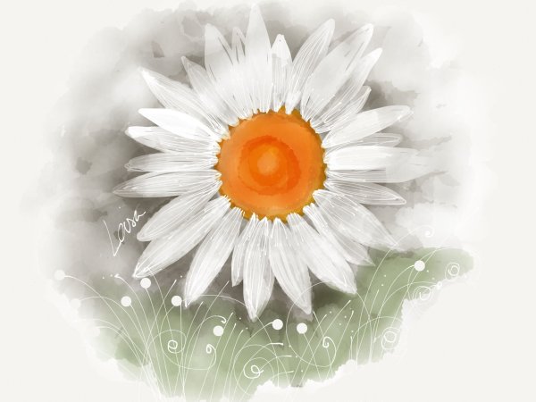 Ромашки арты