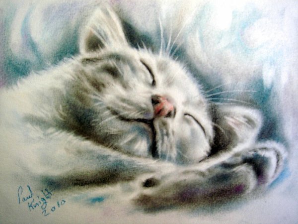 Кот пастелью сухой