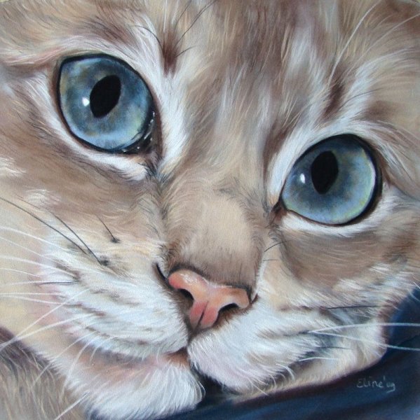 Совушки рисунки карандашом для срисовки