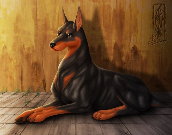 Доберман-пинчер фурри