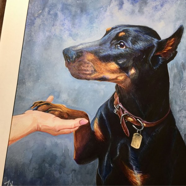 Доберман портрет