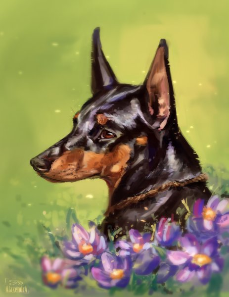 Доберман лилово подпалый