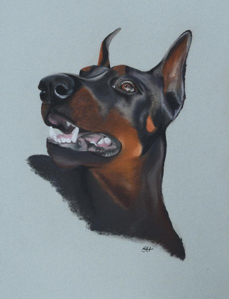 Доберманы для рисования