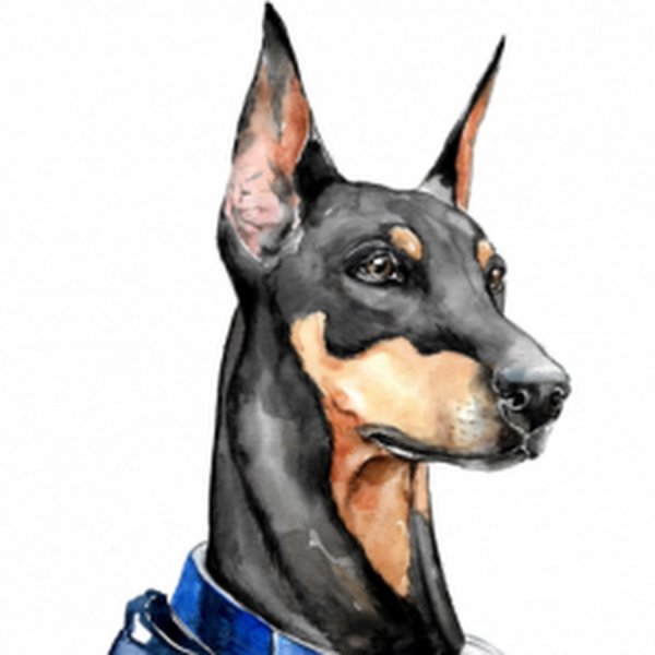 Доберман эскиз цветной