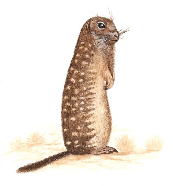 Spermophilus suslicus