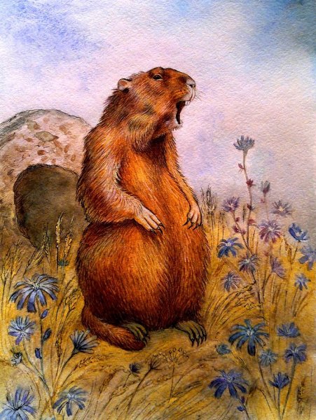 Сурок Байбак рисунок