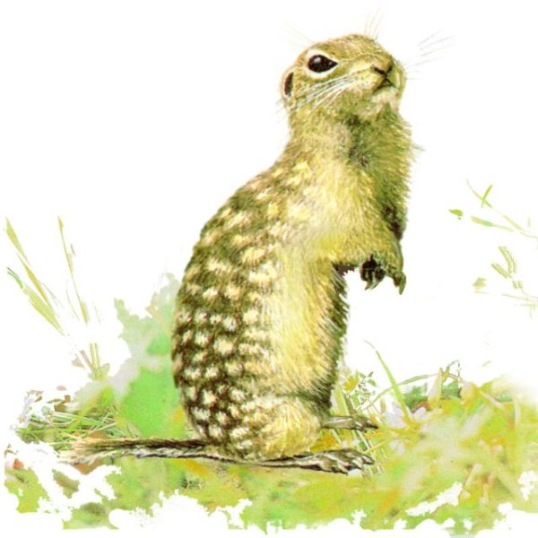 Крапчатый суслик красная книга