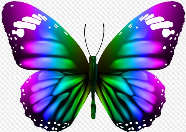 Разноцветные бабочки