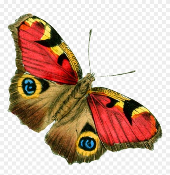 Бабочки на белом фоне