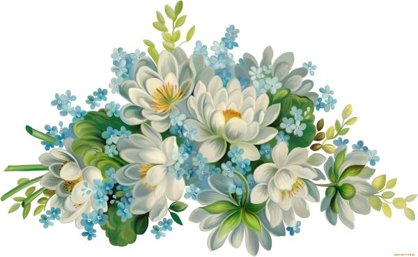 Цветы на белом фоне