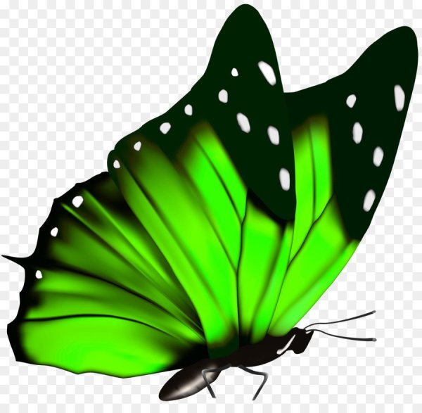 Зеленая бабочка