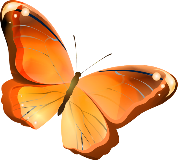 Оранжевая бабочка на белом фоне