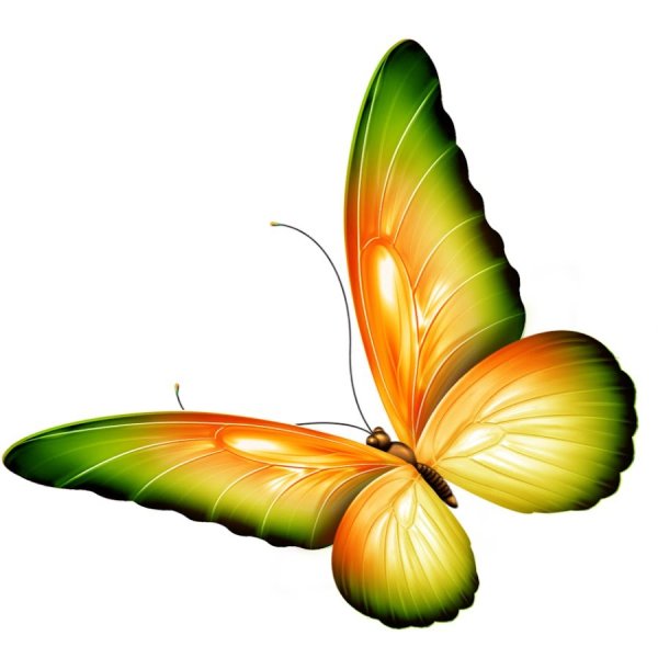 Сказочные бабочки на прозрачном фоне