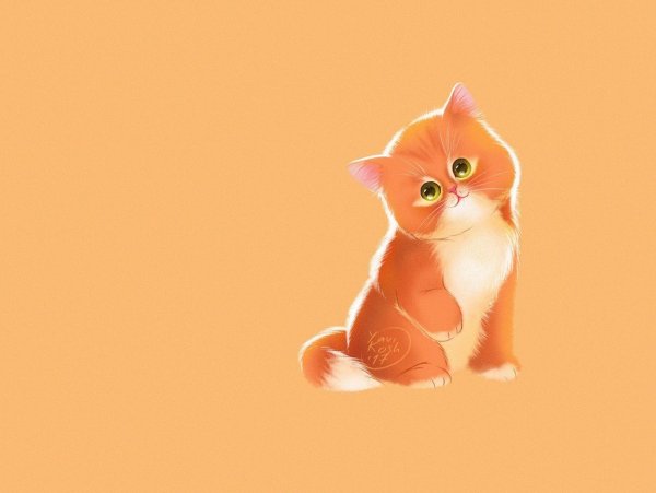 Кот на оранжевом фоне