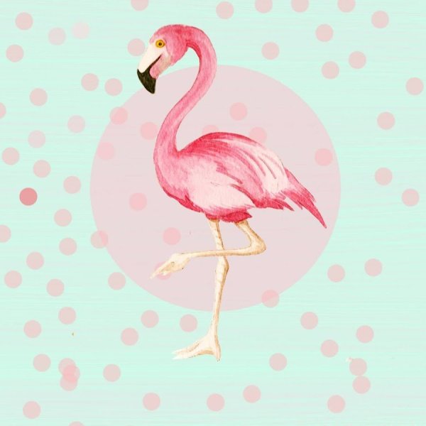 Фламинго иллюстрация