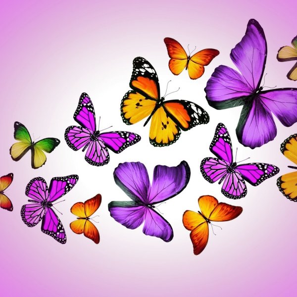 Разноцветные бабочки