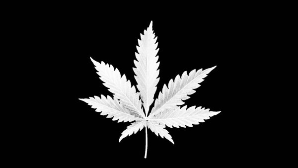 Белая конопля на черном фоне
