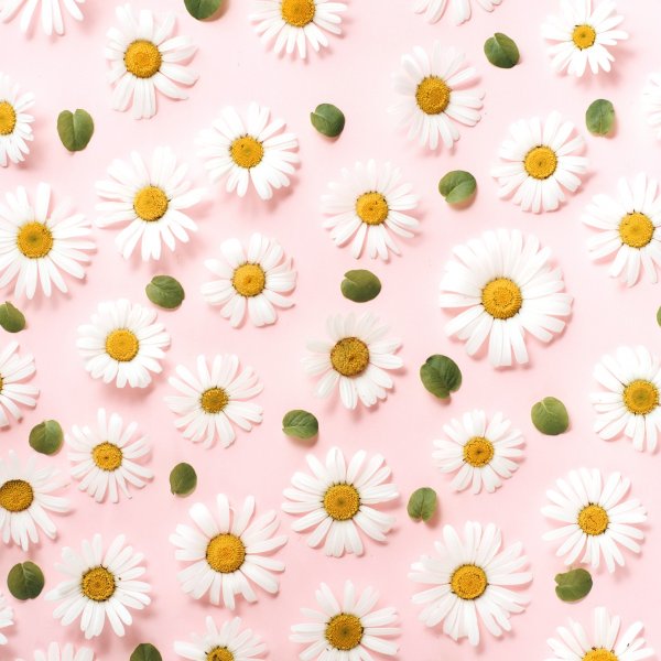 Красивый фон с ромашками