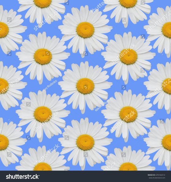 Много ромашек