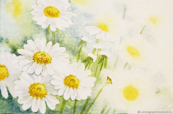 Ромашки текстура