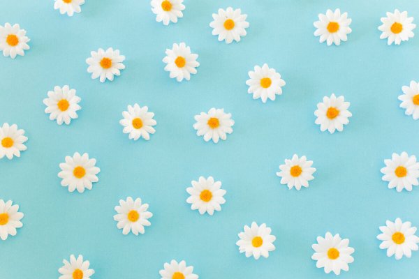 Фон для презентации ромашки